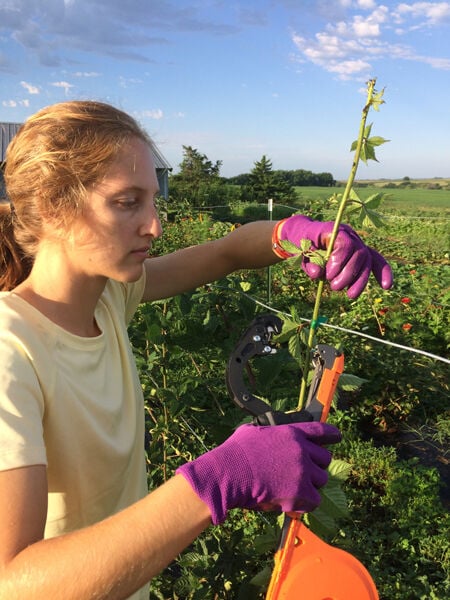 Berry growers trellis